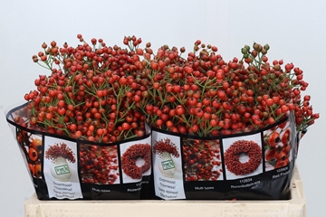 Rosa Aut Rosefruits 50cm