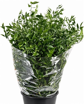 Ruscus Aculeatus Bunch