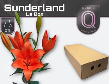 Lilium La Sunderland 90cm 4/5bl
