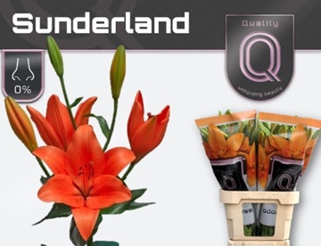 Lilium La Sunderland 90cm 4/5bl