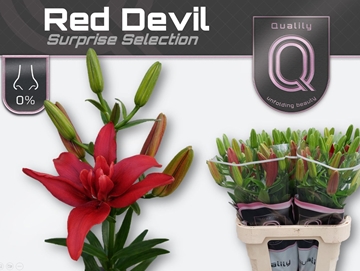 Lilium La Red Devil 80cm 4/5bl