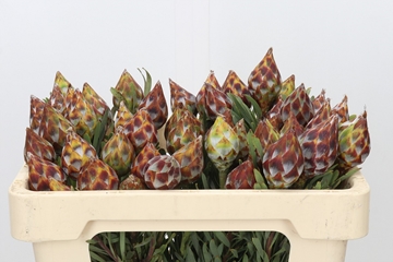 Leucadendron Rubrum Bnch 50cm