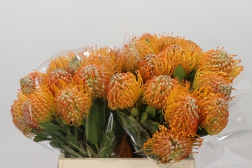 Leucospernum(pins) Soleil 40cm