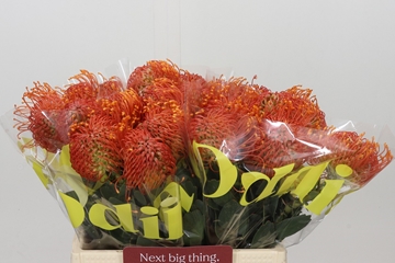 Leucospermum Bright Eyes 40cm