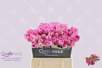 Rosa Spr Misty Bubbles 40cm