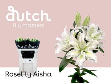 Lilium Or Double Aisha 75cm 3/5bl