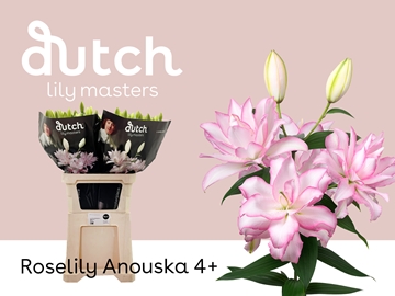 Lilium Or Double Anouska 90cm 4/5bl