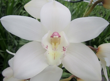Cymbidium Winterbird Early 80 Cm - 12/15bl