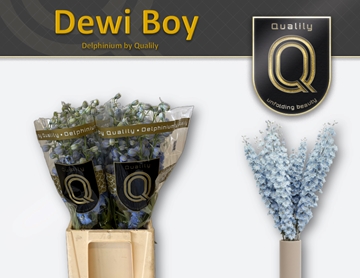 Delphinium El Dewi Boy 70cm