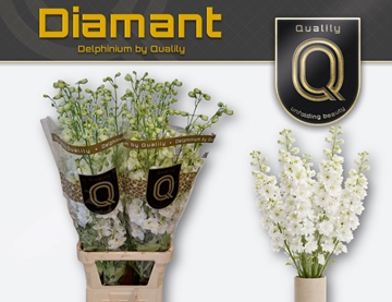 Delphinium El Delphi Diaman 110cm