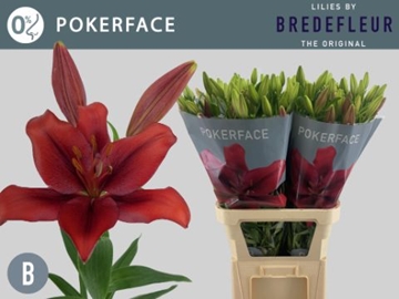 Lilium La Pokerface 90cm 3/5bl