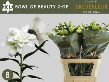 Li Or Du Bo Of Beaut 80cm 2/4bl