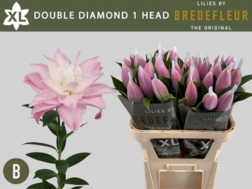 Li Or Du Dou Diamond 80cm 2/4bl
