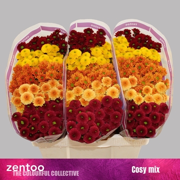 Chrysanthemum Santini Rainbow