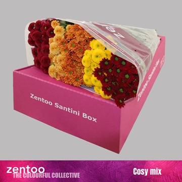 Chrysanthemum Santini Rainbow