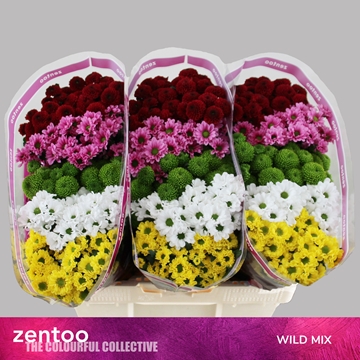 Chrysanthemum Santini Rainbow