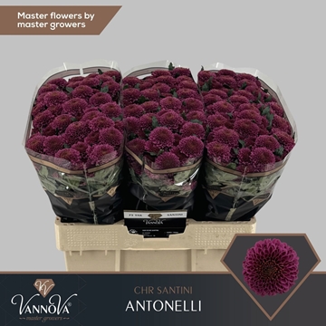Chr S Antonelli