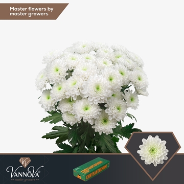 Chrysanthemum Spray Altaj 105gram