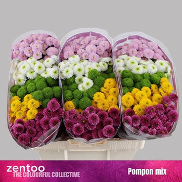 Chrysanthemum Santini Pompom Mix Per Pack