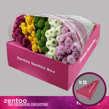 Chrysanthemum Santini Pompom Mix Per Pack