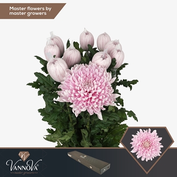 Chrys Single Honeymoon 70cm 95gram