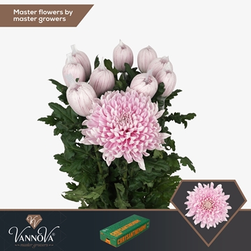 Chrys Single Honeymoon 70cm 95gram