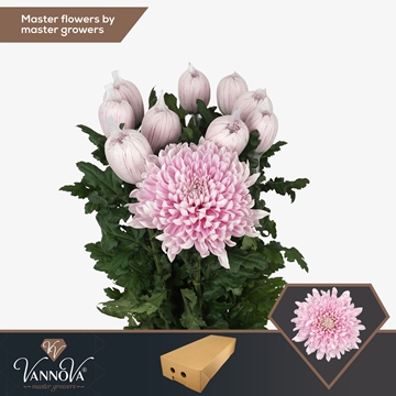 Chrys Single Honeymoon 70cm 95gram