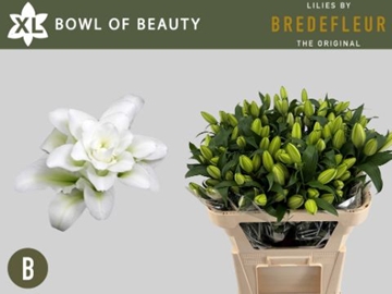 Li Or Du Bo Of Beaut 75cm 2/4bl