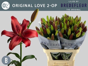 Lilium La Original Love 80cm 2/4bl