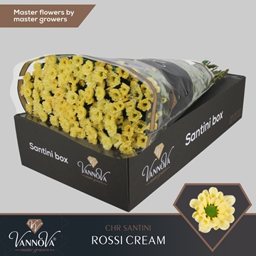 Chrysanthemum Santini Rossi Cream