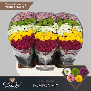 Chrysanthemum Santini Pompom Mix Per Pack