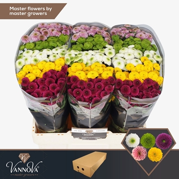 Chrysanthemum Santini Pompom Mix Per Pack