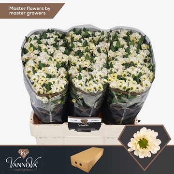 Chrysanthemum Santini Rossi White