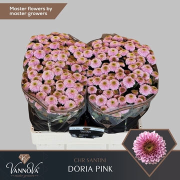 Chrysanthemum Santini Doria Pink