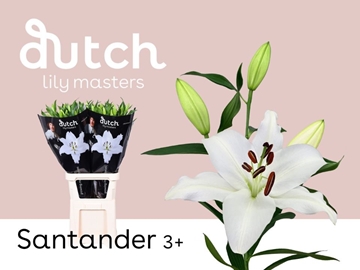 Lilium Or Santander 80cm 3/5bl