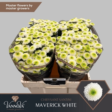 Chrysanthemum Santini Maverick White