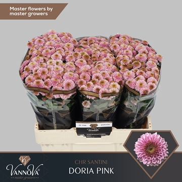 Chrysanthemum Santini Doria Pink