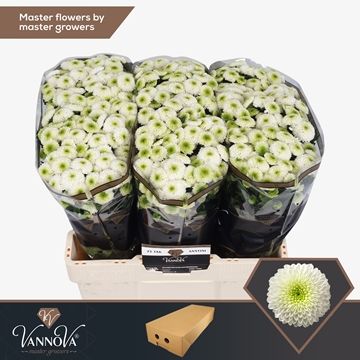 Chrysanthemum Santini Maverick White