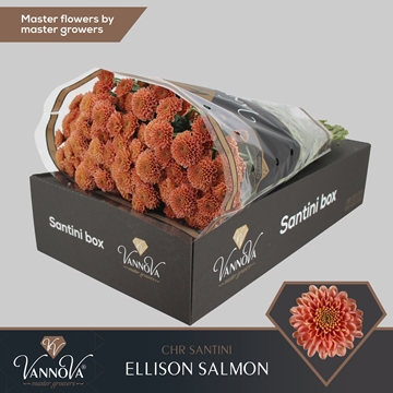 Chrysanthemum Santini Ellison Salmon