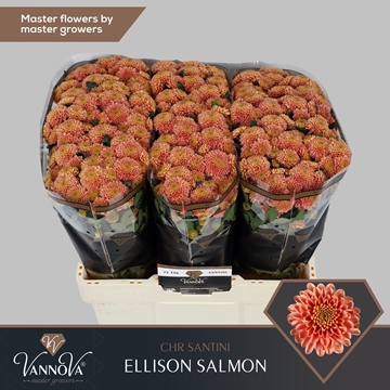 Chrysanthemum Santini Ellison Salmon