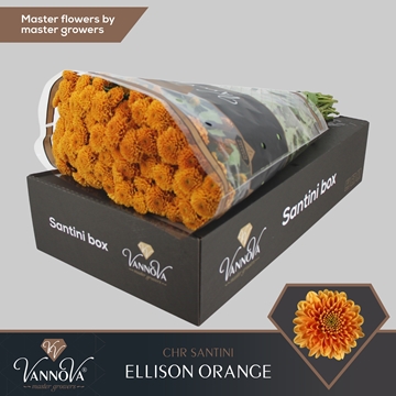 Chrysanthemum Santini Ellison Orange