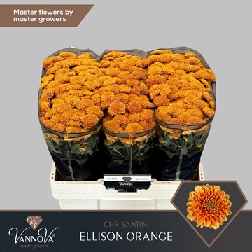Chrysanthemum Santini Ellison Orange