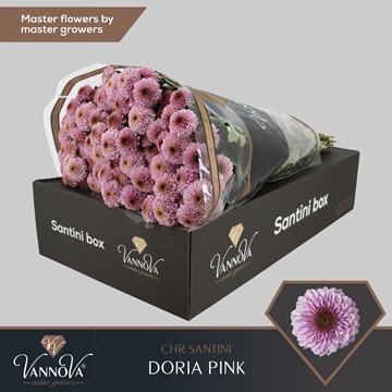 Chrysanthemum Santini Doria Pink