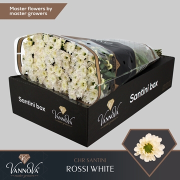 Chrysanthemum Santini Rossi White