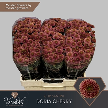 Chrysanthemum Santini Doria Ch