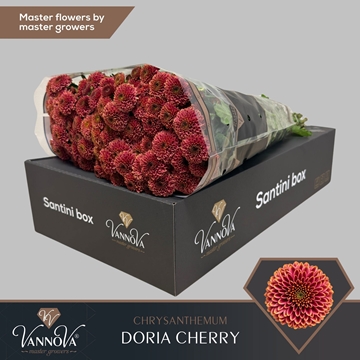 Chrysanthemum Santini Doria Ch
