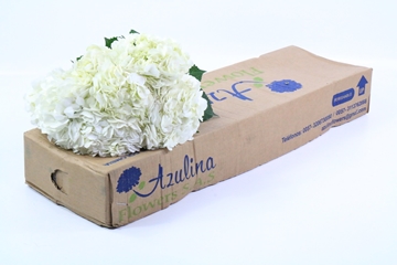 Hydrangea 60cm 16Ø