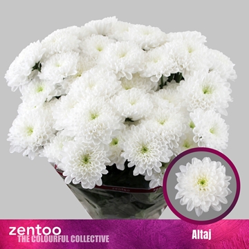 Chrysanthemum Spray Altaj 105gram