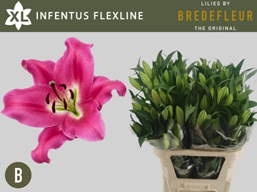 Li Ot Infentus 80cm 3/5bl