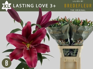 Li Ot Lasting Love 100cm 3/5bl